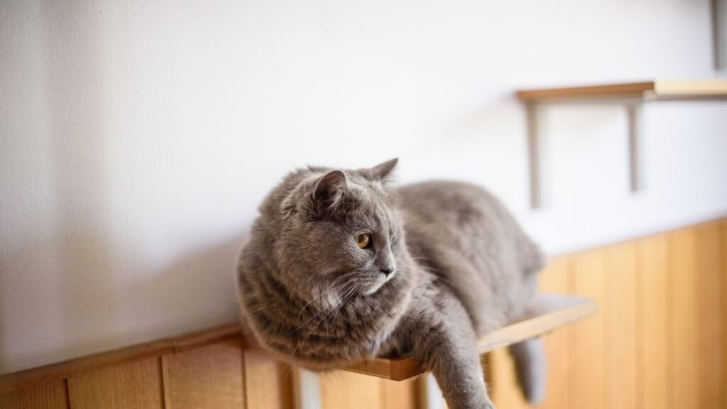 Cat perched on a tall indoor shelf looking down, showing why cats like high places in the house.
