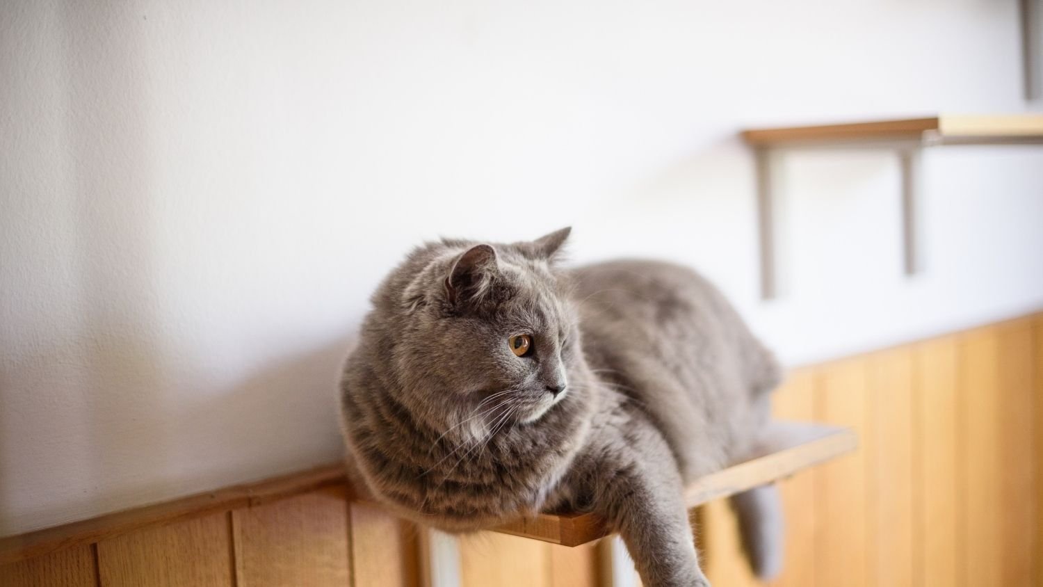 Cat perched on a tall indoor shelf looking down, showing why cats like high places in the house.